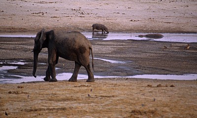 Nyamandhlovu Pan: Afrikanischer Elefant (Loxodonta africana) - Hwange National Park