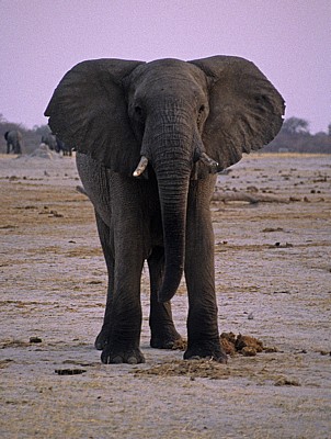 Nyamandhlovu Pan: Afrikanische Elefanten (Loxodonta africana)  - Hwange National Park