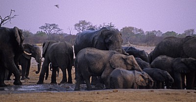Nyamandhlovu Pan: Afrikanische Elefanten (Loxodonta africana)  - Hwange National Park
