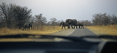 Blick aus dem Auto: Afrikanische Elefanten (Loxodonta africana) überqueren die Straße - Hwange National Park