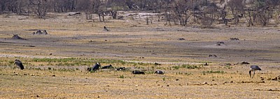 Marabus (Leptoptilos crumeniferus) - Hwange National Park