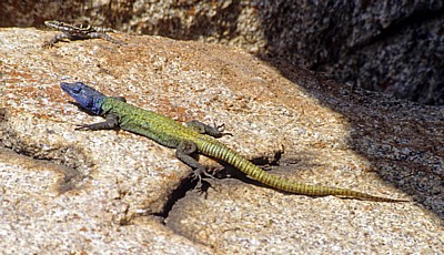 View of the World: Bunte Plattechsen (Platysaurus intermedius) - Matopos National Park