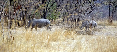 Whovi Wild Area: Breitmaulnashörner (Ceratotherium simum) - Matopos National Park