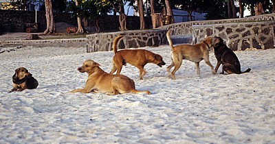 Hunde am Strand - Pereybere
