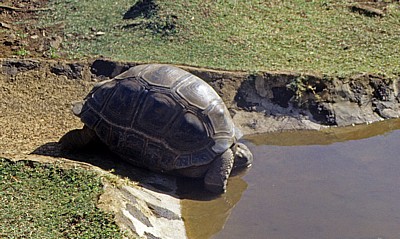 Sir Seewoosagur Ramgoolam Botanical Garden (Pamplemousses Botanical Garden): Seychellen-Riesenschildkröte (Aldabrachelys - Pamplemousses