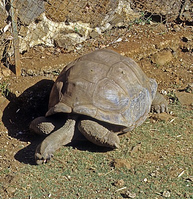 Sir Seewoosagur Ramgoolam Botanical Garden (Pamplemousses Botanical Garden): Seychellen-Riesenschildkröten (Aldabrachely - Pamplemousses