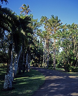 Sir Seewoosagur Ramgoolam Botanical Garden (Pamplemousses Botanical Garden): Diverse Palmen - Pamplemousses