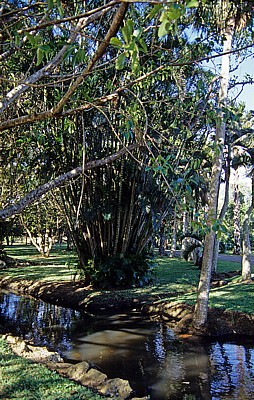 Sir Seewoosagur Ramgoolam Botanical Garden (Pamplemousses Botanical Garden): Vegetation - Pamplemousses