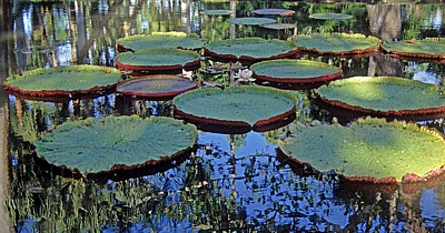 Sir Seewoosagur Ramgoolam Botanical Garden (Pamplemousses Botanical Garden): Amazonas-Riesenseerosen (Victoria amazonica - Pamplemousses