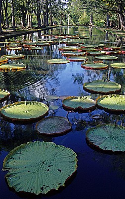Sir Seewoosagur Ramgoolam Botanical Garden (Pamplemousses Botanical Garden): Amazonas-Riesenseerosen (Victoria amazonica - Pamplemousses