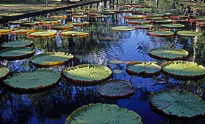 Sir Seewoosagur Ramgoolam Botanical Garden (Pamplemousses Botanical Garden): Amazonas-Riesenseerosen (Victoria amazonica - Pamplemousses