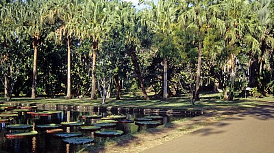 Sir Seewoosagur Ramgoolam Botanical Garden (Pamplemousses Botanical Garden): Diverse Palmen - Pamplemousses