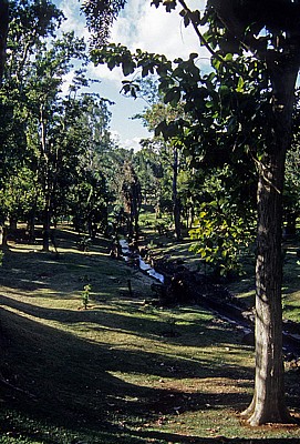 Sir Seewoosagur Ramgoolam Botanical Garden (Pamplemousses Botanical Garden): Vegetation - Pamplemousses