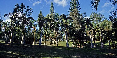 Sir Seewoosagur Ramgoolam Botanical Garden (Pamplemousses Botanical Garden): Vegetation - Pamplemousses