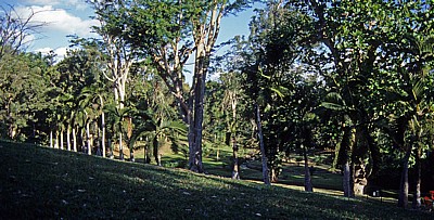 Sir Seewoosagur Ramgoolam Botanical Garden (Pamplemousses Botanical Garden): Vegetation - Pamplemousses