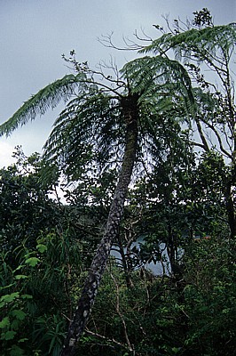 Baumfarn (Cyatheales) - Grand Bassin
