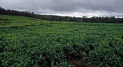 Teeplantage - Savanne District