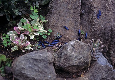 Asseln (Isopoda) - Mutare