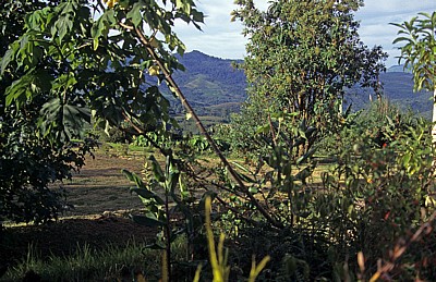 Bvumba Mountains (Bergregion) - Manicaland Province