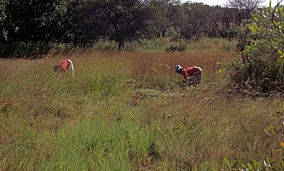 Frauen bei der Feldarbeit - Masvingo Province