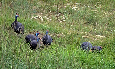 Mukuvisi Woodlands: Helmperlhühner (Numida meleagris) - Harare