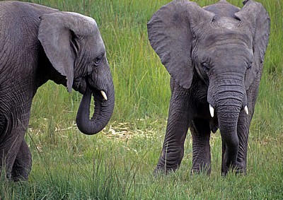 Mukuvisi Woodlands: Afrikanische Elefanten (Loxodonta africana) - Harare