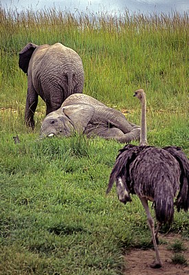Mukuvisi Woodlands: Afrikanische Elefanten (Loxodonta africana) - Harare