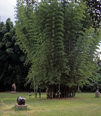 Harare Gardens: Bambus (Bambuseae) - Harare