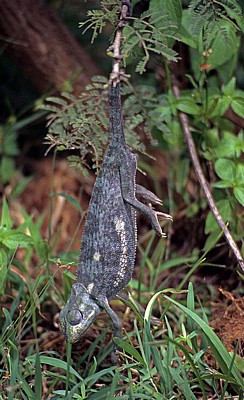 Mukuvisi Woodlands: Lappenchamäleon (Chamaeleo dilepis) - Harare