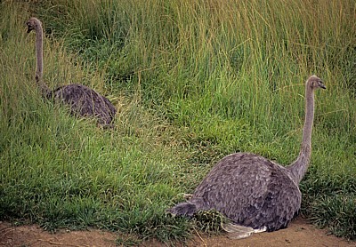 Mukuvisi Woodlands: Afrikanische Strauße (Struthio camelus) - Harare