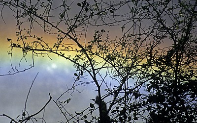 Zweige vor einem Regenbogen - Victoriafälle