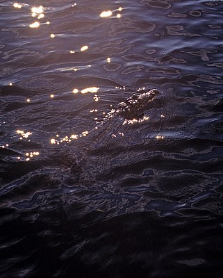Nilkrokodil (Crocodylus niloticus) im Zambezi - Victoria Falls National Park