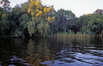 Uferbewuchs spiegelt sich im Zambezi - Victoria Falls National Park