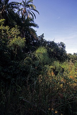 Tropische Vegetation - Bovu Island