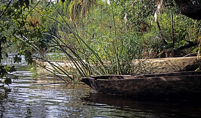 Jungle Junction: Mekolos (Einbäume) zwischen Echtem Papyrus (Cyperus papyrus) am Zambezi - Bovu Island