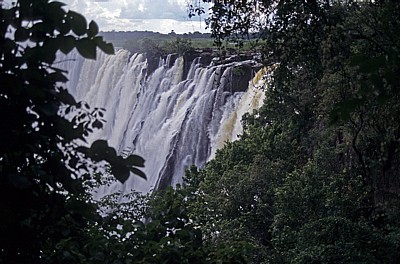 Blick durch die Bäume auf den Eastern Cataract - Victoriafälle (Zambia)