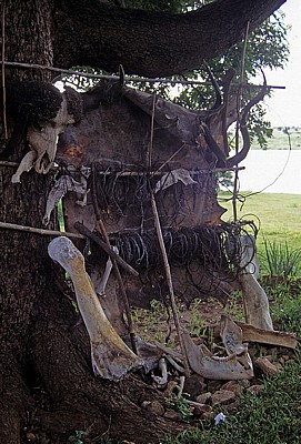 Safari Camp: Schlingfallen und diverse Tierknochen - Central Region