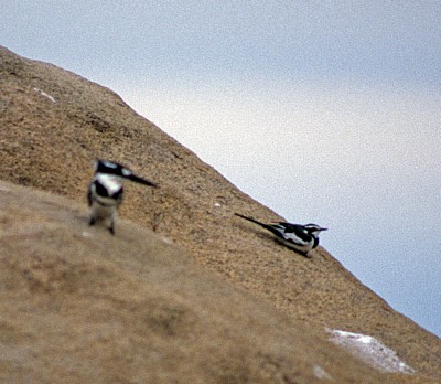 Witwenstelze (Motacilla aguimp) - Senga Bay