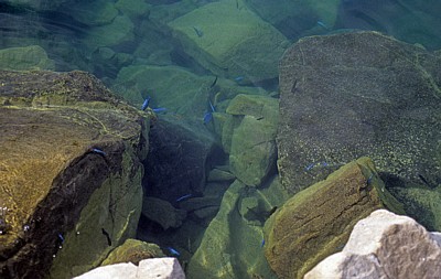 Thumbi West Island: Buntbarsche (Cichliden, Cichlidae) - Lake Malawi National Park