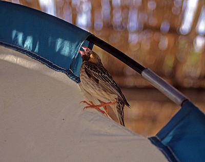 Blutschnabelweber (Quelea quelea) - Cape MacLear