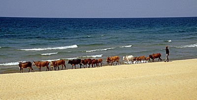 Hirte mit seinen Rindern am Strand des Malawisees - Kande Beach