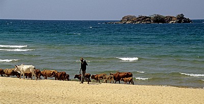 Hirte mit seinen Rindern am Strand des Malawisees - Kande Beach