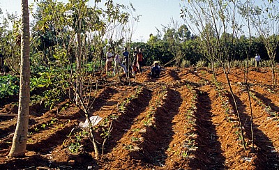 SOS Children's Village (Kinderdorf): Kinder im Gemüsegarten - Mzuzu