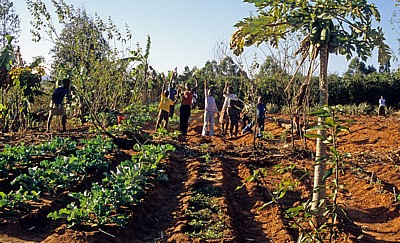 SOS Children's Village (Kinderdorf): Winkende Kinder im Gemüsegarten - Mzuzu