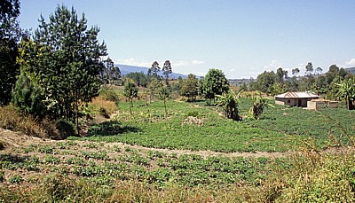 Haus neben Gemüsefeldern - Tukuyu
