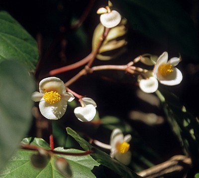 Begonie (Begonia) - Poroto-Berge