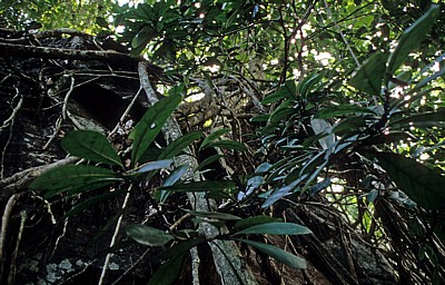 Luftwurzeln - Udzungwa Mountains National Park