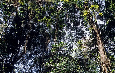 Vegetation - Udzungwa Mountains National Park