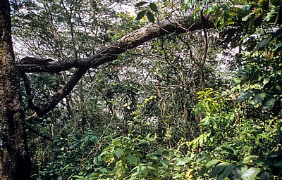 Vegetation - Udzungwa Mountains National Park