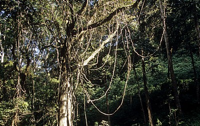 Lianen - Udzungwa Mountains National Park